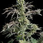 Mentha de Croco© Bx1 F2