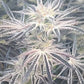 Deluxe Sugar Cane