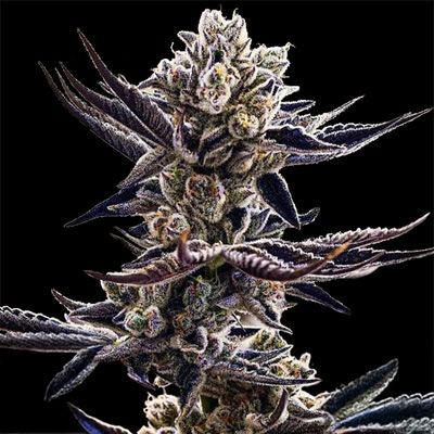 Platinum Kush Breath