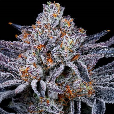 Platinum Kush Breath