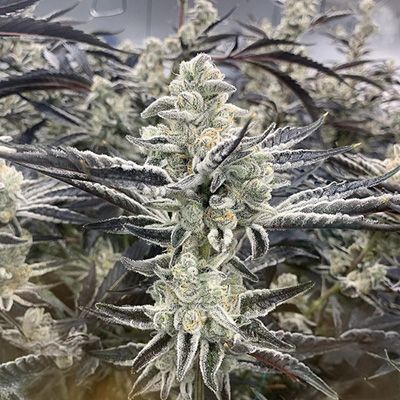 Platinum Kush Breath Remix