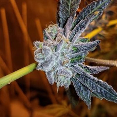 Platinum Purple Candy