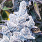 Slurricane #7 S1