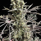 Mentha de Croco© Bx1 F2