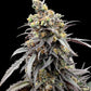Mentha de Croco "Croco" Bx Reg