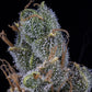 3 Bears OG