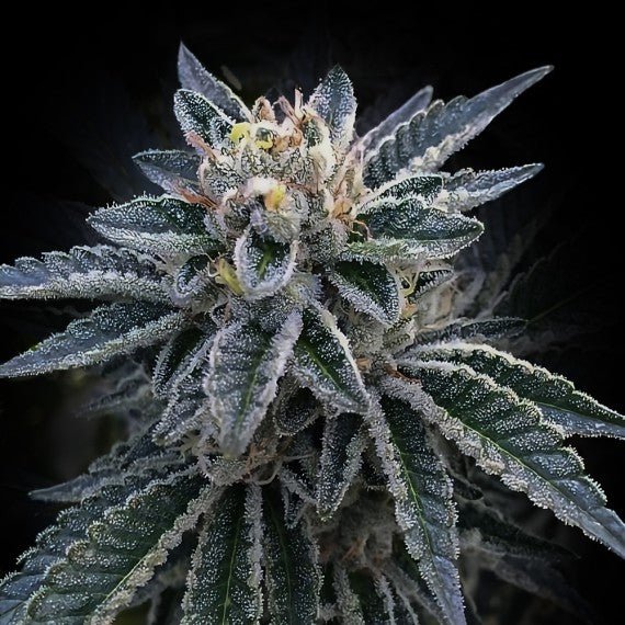 DNA Genetics-3Peat