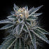 DNA Genetics-3Peat
