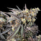 Mentha de Croco "Croco" Bx Reg