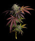 Grateful Seeds-7 S.O.H.