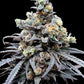 Mentha de Croco "Croco" Bx Reg