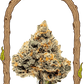 Artic Flurry - Cannaseuse - Curated Genetics - Exotic Seed