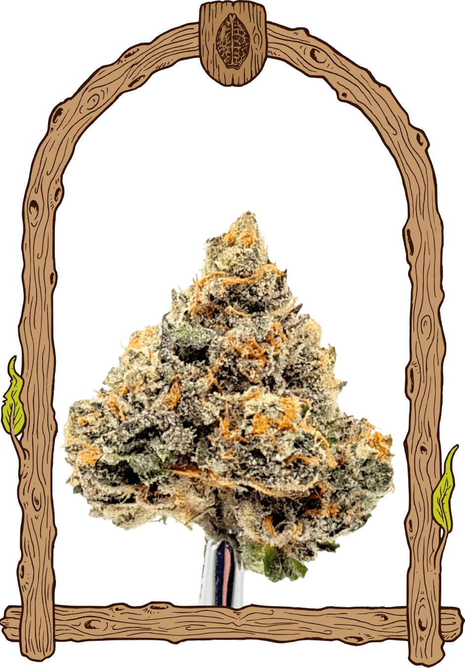 Artic Flurry - Cannaseuse - Curated Genetics - Exotic Seed