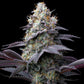Bubblegum Gelato - Cannaseuse - Curated Genetics - Barney's Farm