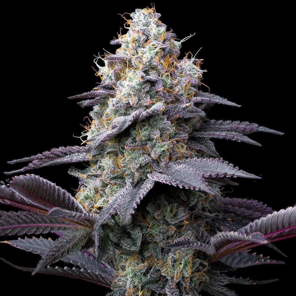 Bubblegum Gelato - Cannaseuse - Curated Genetics - Barney's Farm