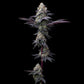 Bubblegum Gelato - Cannaseuse - Curated Genetics - Barney's Farm