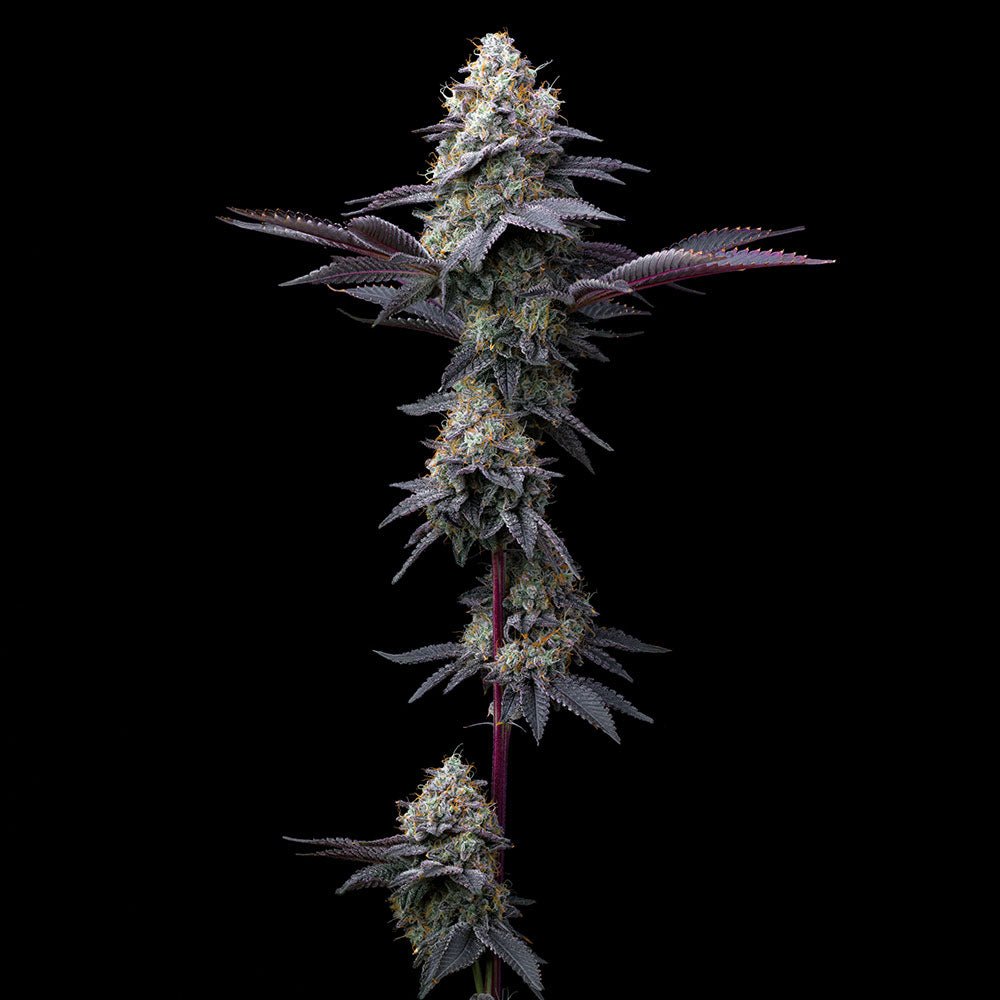 Bubblegum Gelato - Cannaseuse - Curated Genetics - Barney's Farm