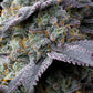 Bubblegum Gelato - Cannaseuse - Curated Genetics - Barney's Farm