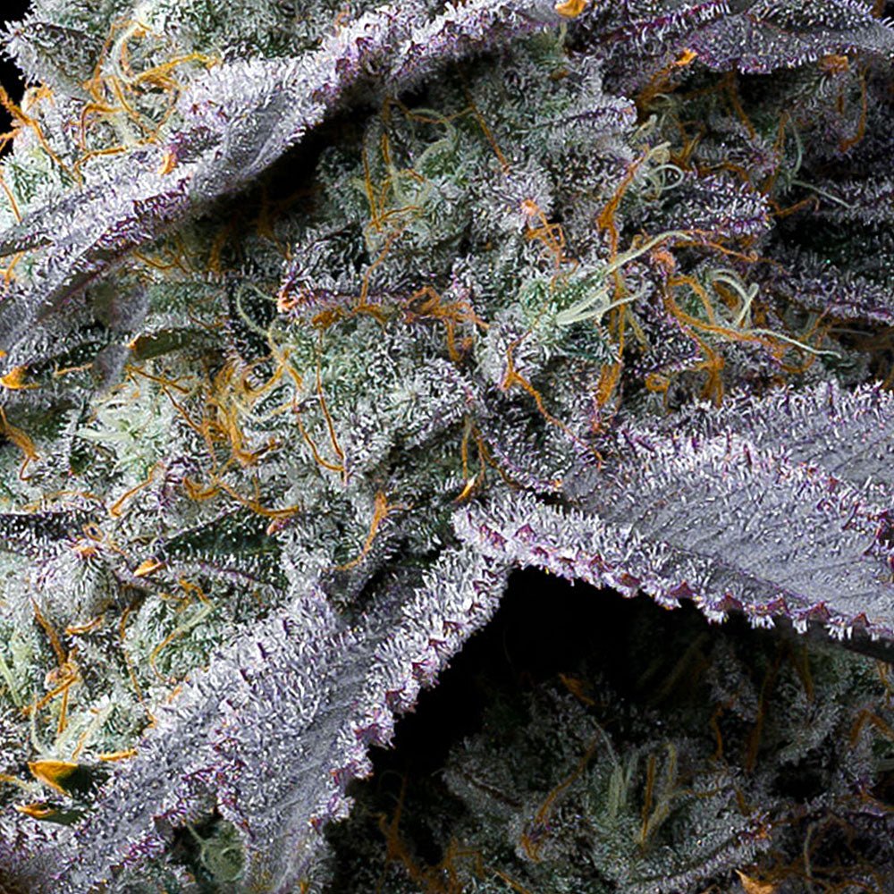 Bubblegum Gelato - Cannaseuse - Curated Genetics - Barney's Farm