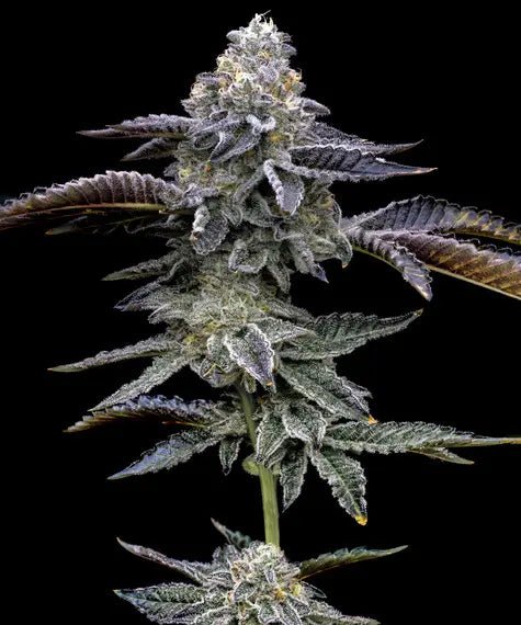 Blue Dream - Cannaseuse - Curated Genetics - Barney's Farm