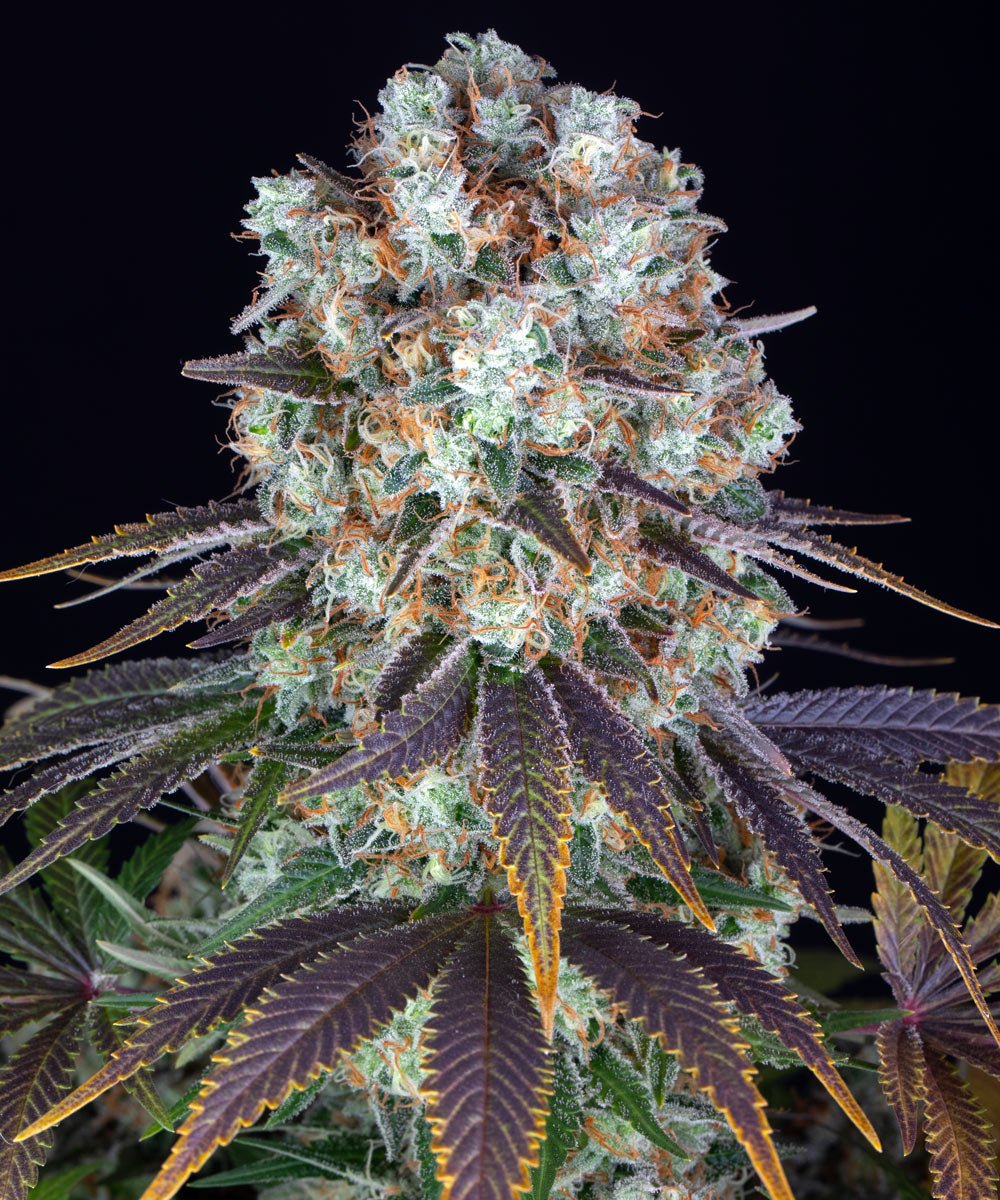 Bruce Banner - Cannaseuse - Curated Genetics - Barney's Farm