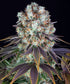 Bruce Banner - Cannaseuse - Curated Genetics - Barney&