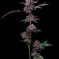 Cherry Poppers - Cannaseuse - Curated Genetics - Barney's Farm