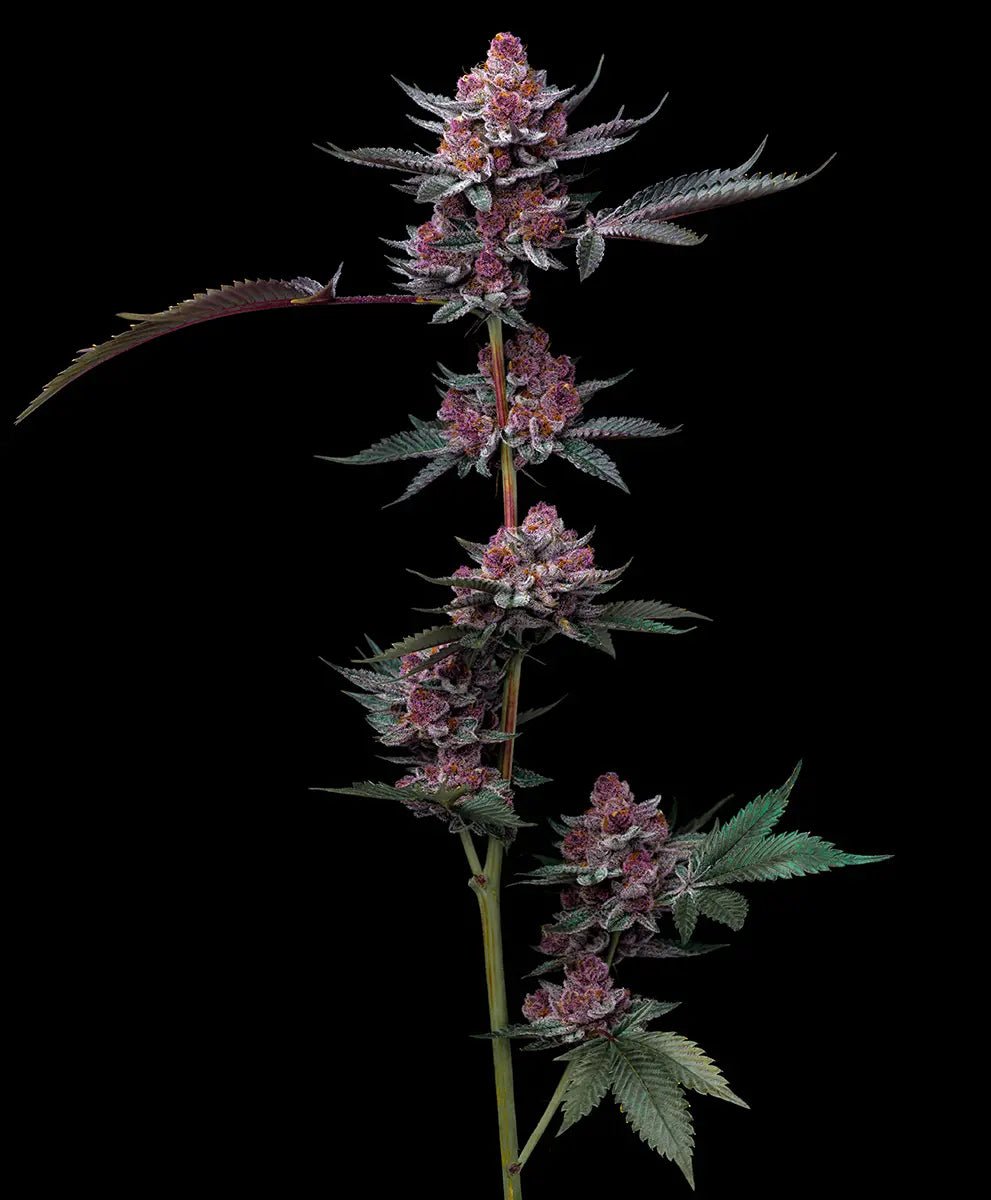 Cherry Poppers - Cannaseuse - Curated Genetics - Barney's Farm
