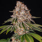 Cookie Casket - Cannaseuse - Curated Genetics - Barney's Farm