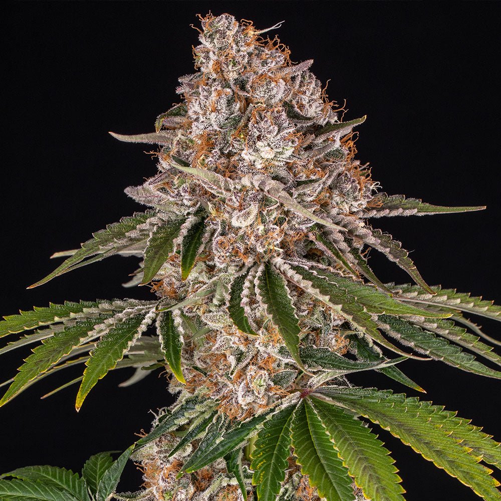 Cookie Casket - Cannaseuse - Curated Genetics - Barney's Farm