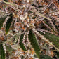 Cookie Casket - Cannaseuse - Curated Genetics - Barney's Farm