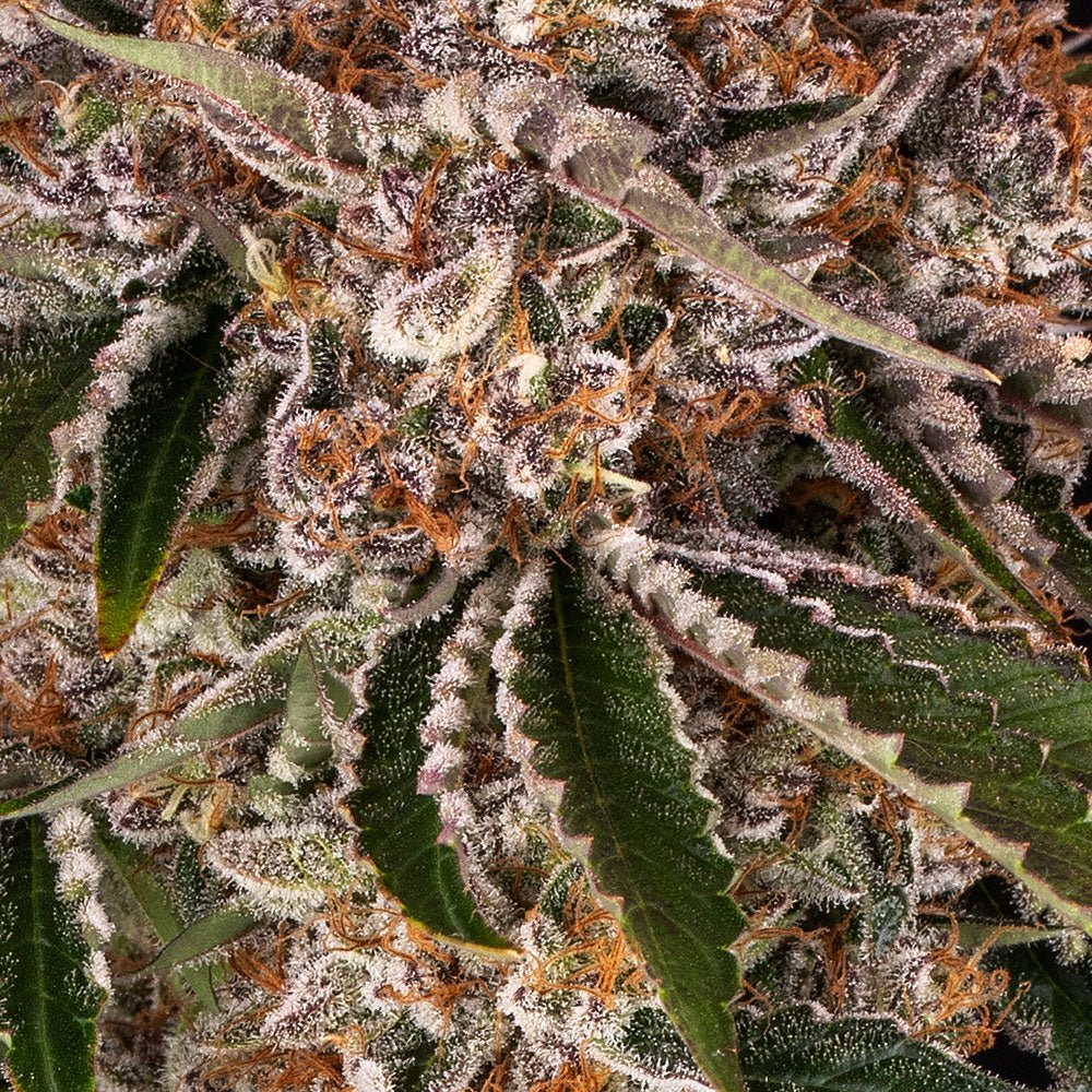 Cookie Casket - Cannaseuse - Curated Genetics - Barney's Farm