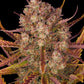 Dos Si Dos Auto - Cannaseuse - Curated Genetics - Barney's Farm