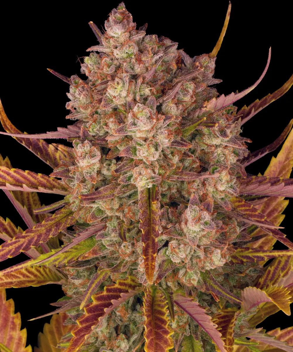 Dos Si Dos Auto - Cannaseuse - Curated Genetics - Barney's Farm