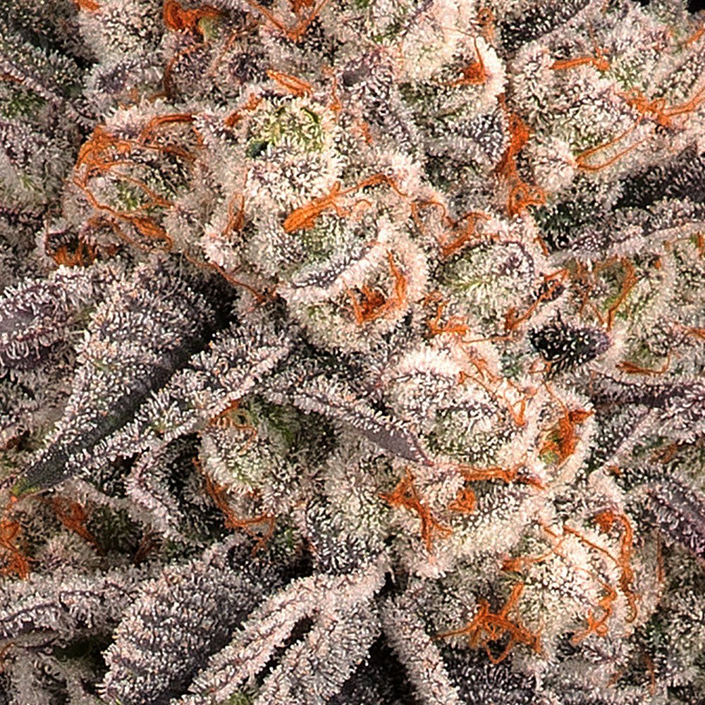 Frosted Zinn × 3 Bears OG Auto - Cannaseuse - Curated Genetics - Barney's Farm