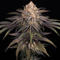 Frosted Zinn × 3 Bears OG Auto - Cannaseuse - Curated Genetics - Barney's Farm