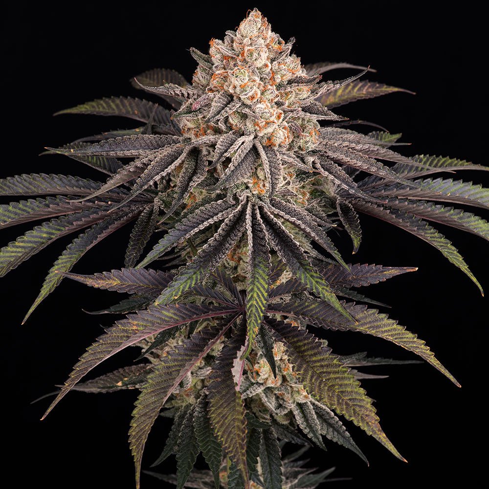 Frosted Zinn × 3 Bears OG Auto - Cannaseuse - Curated Genetics - Barney's Farm