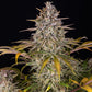 Frosted Zinn x Cookie Dog Auto - Cannaseuse - Curated Genetics - Barney's Farm