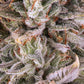 Frosted Zinn x Cookie Dog Auto - Cannaseuse - Curated Genetics - Barney's Farm