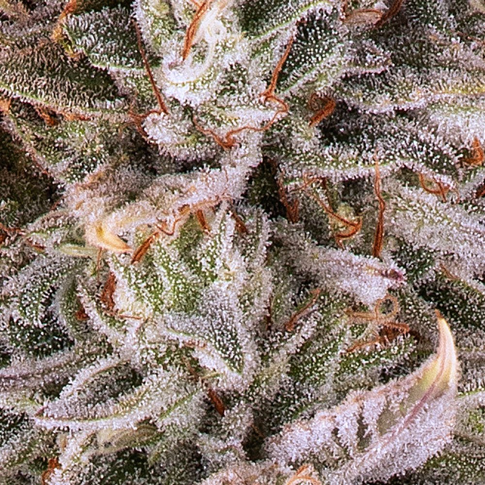 Frosted Zinn x Cookie Dog Auto - Cannaseuse - Curated Genetics - Barney's Farm