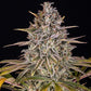 Frosted Zinn x Cookie Dog Auto - Cannaseuse - Curated Genetics - Barney's Farm