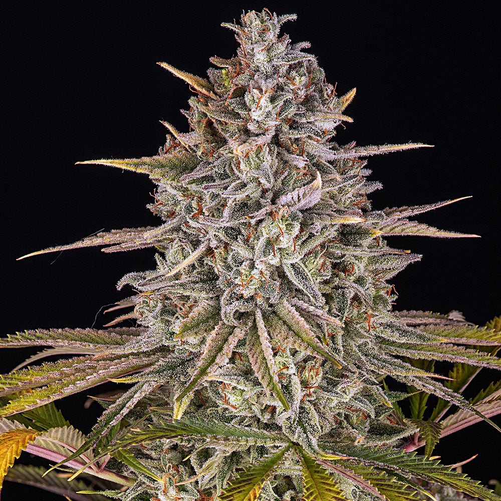 Frosted Zinn x Cookie Dog Auto - Cannaseuse - Curated Genetics - Barney's Farm