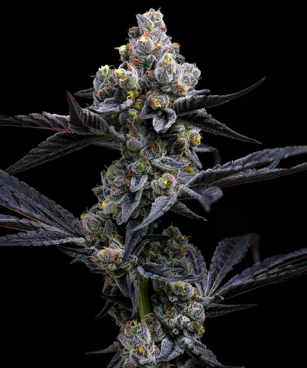 Garlic Cookies - Cannaseuse - Curated Genetics - Barney's Farm