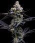 Garlic Cookies - Cannaseuse - Curated Genetics - Barney&