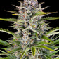 Gorilla Zkittlez Auto - Cannaseuse - Curated Genetics - Barney's Farm