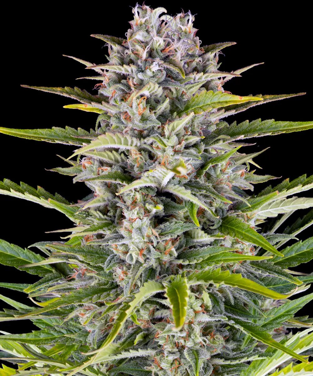 Gorilla Zkittlez Auto - Cannaseuse - Curated Genetics - Barney's Farm