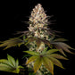 Hindu Kush - Cannaseuse - Curated Genetics - Barney's Farm