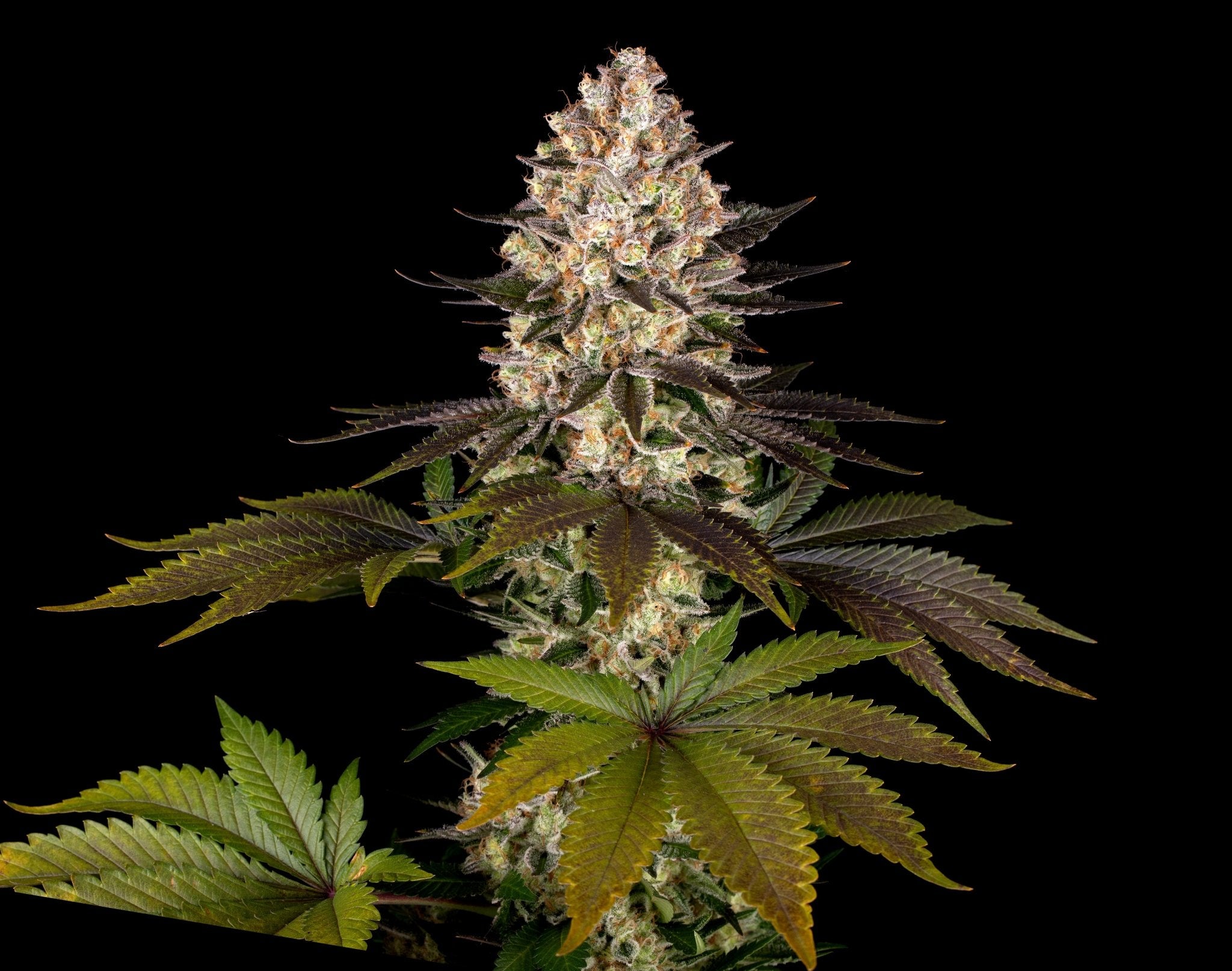 Hindu Kush - Cannaseuse - Curated Genetics - Barney's Farm