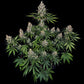 Insane OG - Cannaseuse - Curated Genetics - Barney's Farm