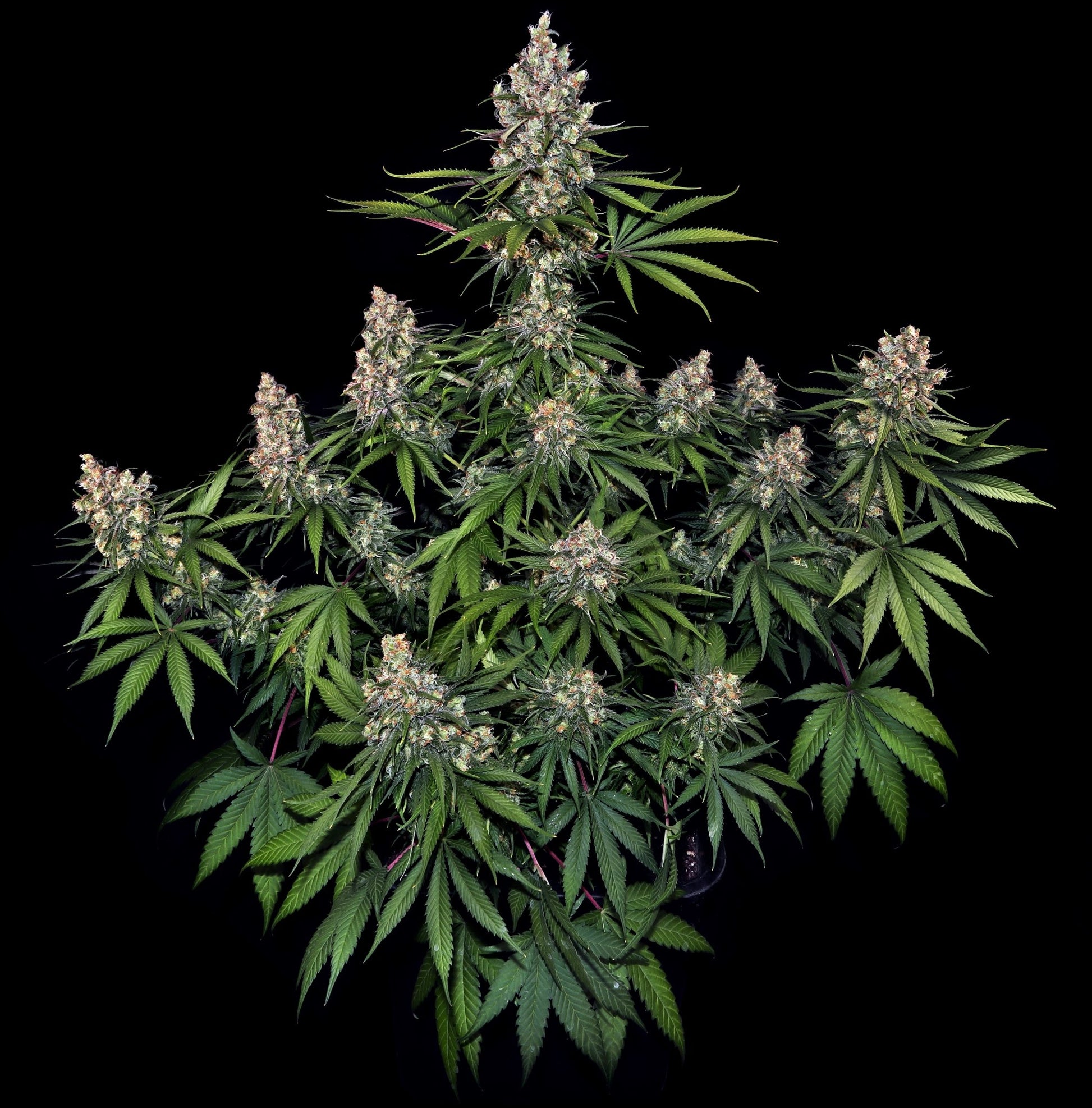 Insane OG - Cannaseuse - Curated Genetics - Barney's Farm